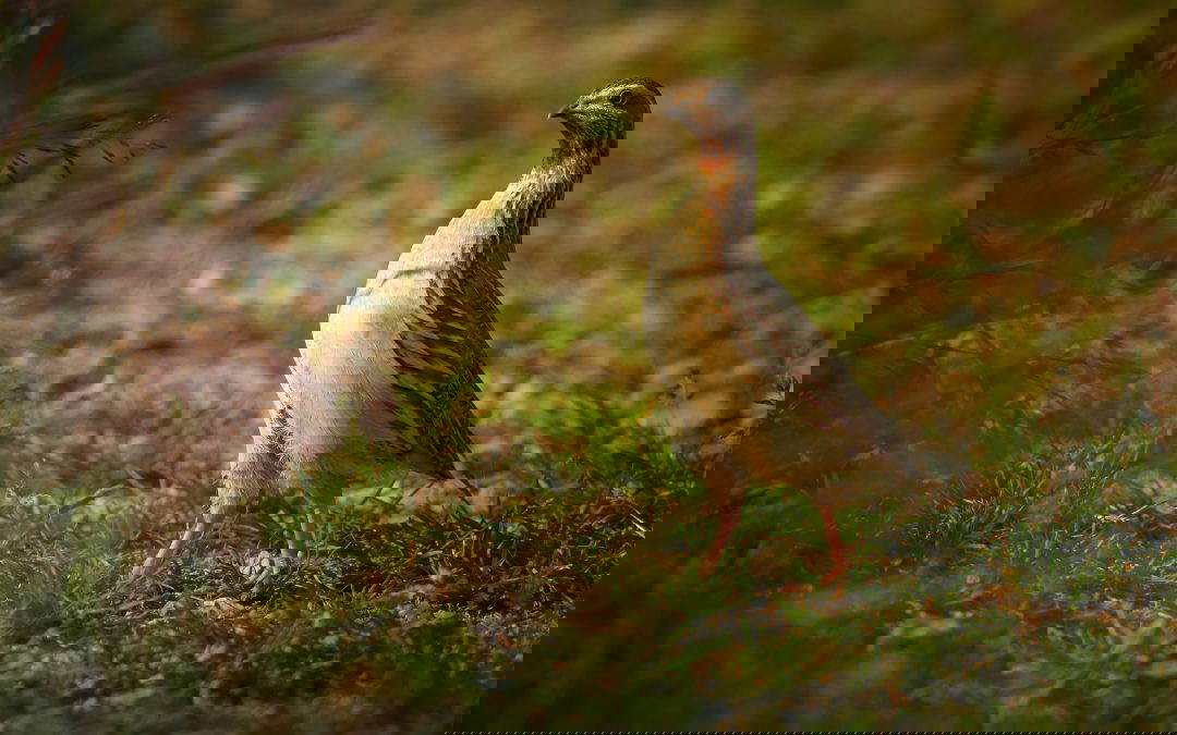 A Closer Look: Roasted Quail