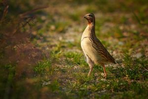 common quail pictured in the wild