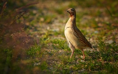 A Closer Look: Roasted Quail